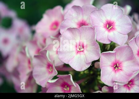 Beaucoup de petites fleurs brillantes inoubliables de couleur rouge, rose, blanc-rose illuminées par le soleil. Phloxes sont les fleurs d'été les plus coupées qui fleurissent. Banque D'Images