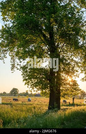 Vaches en pâturage au lever du soleil lumière d'automne Banque D'Images