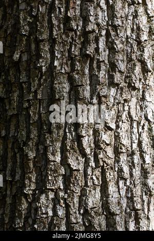 Texture de l'écorce de l'arbre avec éclairage de l'ombre et de la grident. Banque D'Images