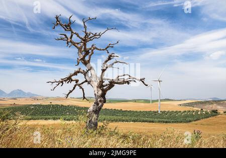 Vue d'un arbre mort sur le fond des éoliennes en Espagne Banque D'Images