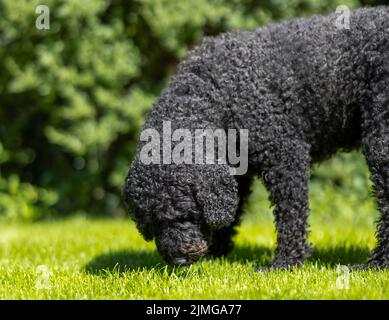 Un magnifique chien noir ladoodle aux cheveux bouclés, enfourrant une herbe verte luxuriante Banque D'Images