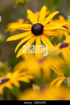 Une belle fleur jaune vif de Rudbeckia Banque D'Images