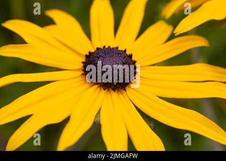 Une belle fleur jaune vif de Rudbeckia Banque D'Images