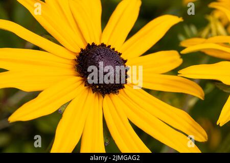 Une belle fleur jaune vif de Rudbeckia Banque D'Images