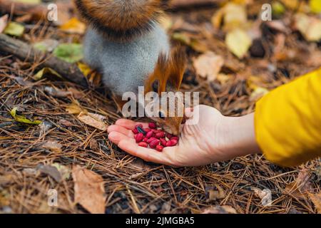 Moelleux belle écureuil manger des arachides et des graines de la main Banque D'Images