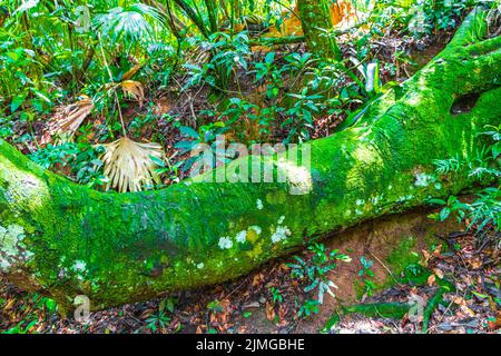 Grand arbre dans la forêt tropicale naturelle Ilha Grande Brésil. Banque D'Images