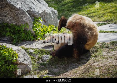 Adorable panda féminin jouant sur le sol herbeux du zoo Banque D'Images