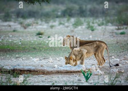 Deux jeunes lions africains qui boivent au trou d'eau du parc transfrontier de Kgalagadi, en Afrique du Sud; famille de félidés de Specie panthera leo Banque D'Images