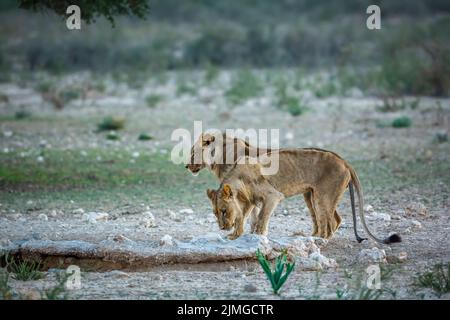 Deux jeunes lions africains qui boivent au trou d'eau du parc transfrontier de Kgalagadi, en Afrique du Sud; famille de félidés de Specie panthera leo Banque D'Images