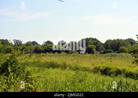 De beaux champs, des steppes lointaines, des prairies avec des herbes sauvages, de l'herbe luxuriante, des forêts avec des arbres à feuilles caduques et des sapins. Banque D'Images