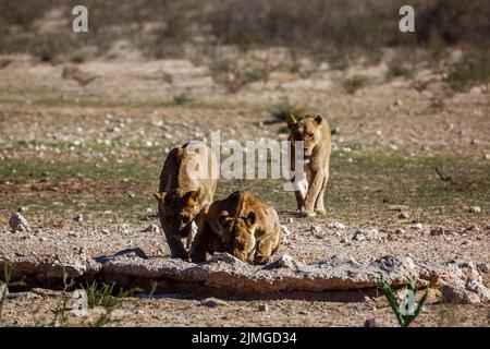 Trois lions africains buvant au trou d'eau du parc transfrontier de Kgalagadi, Afrique du Sud; famille de félidés de Specie panthera leo Banque D'Images