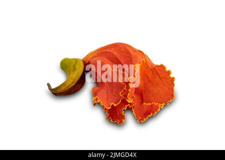 Fleur de tulipe africaine isolée sur fond blanc avec chemin de coupure. Banque D'Images