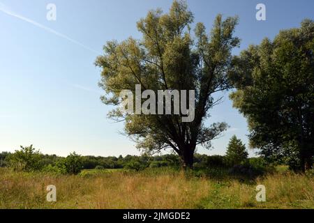 De beaux champs, des steppes lointaines, des prairies avec des herbes sauvages, de l'herbe luxuriante, des forêts avec des arbres à feuilles caduques et des sapins. Banque D'Images