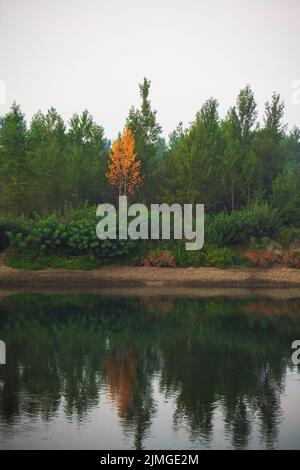 Forêt dense avec des canopies d'arbres verts et une canopie jaune colorée en automne. Banque D'Images