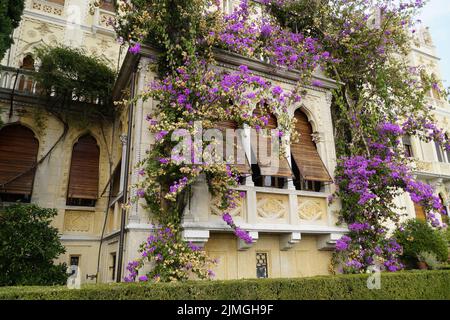 Magnifiques anciennes longues fenêtres méditerranéennes avec des volets en bois et une plante de super-réducteur avec de belles fleurs roses sur Isola del Garda ou Isola di Garda Banque D'Images