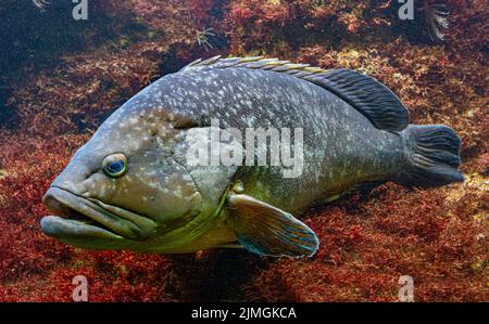 Tétras dusky, Epinephelus marginatus. Vue latérale Banque D'Images