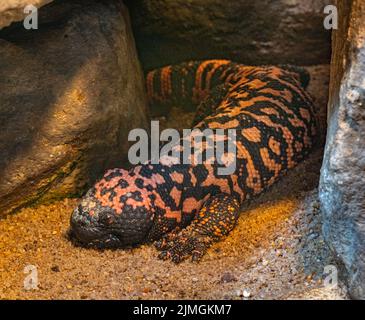 Le monstre de Gila (Heloderma suspectum) crache d'une grotte. Banque D'Images