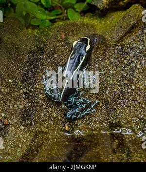 Graubeiner Färberfrosch (Dendrobates tinctorius graubeiner). Habitat: Suriname, Guyane française, Brésil - grenouille de dart en teinture Banque D'Images