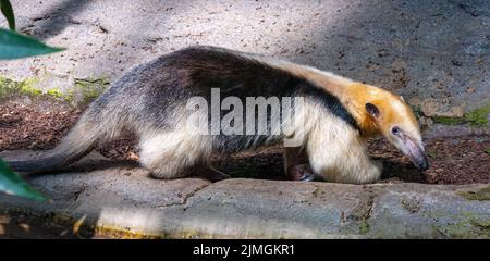 tamandua du Nord (Tamandua mexicana). Il est distribué en Amérique centrale et dans le nord-ouest de l'Amérique du Sud Banque D'Images