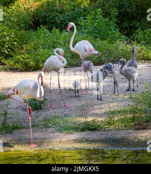 Grande famille de flamants roses (Phoenicopterus roseus) avec des poussins juvéniles âgés de quatre semaines. Banque D'Images