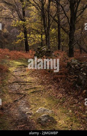 Belle image de paysage d'automne des bois de forêt autour de Holme est tombé dans Lake District Banque D'Images