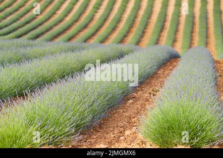 Grand champ de rangs de lavande en France, Valensole, Côte Dazur-Alpes-Provence, fleurs violettes, tiges vertes, lits confortables avec per Banque D'Images