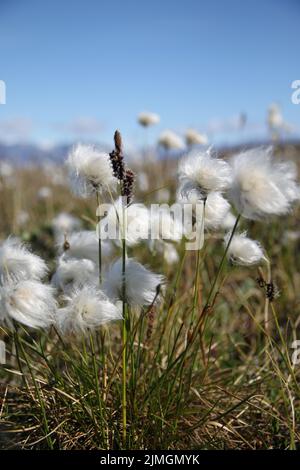 Eriophorum callitrix, communément appelé coton arctique, coton arctique, suputi ou pualunnguat en inuktitut, est une plante arctique vivace de la famille des Cyperaceae. C'est l'une des plantes à fleurs les plus répandues dans l'hémisphère nord et la toundra Banque D'Images