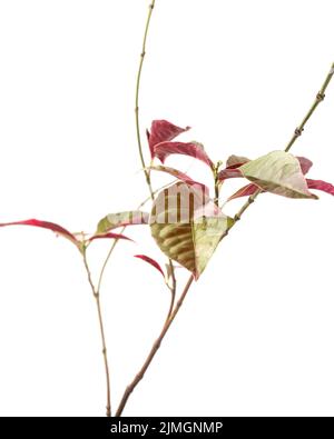 plante de marbre rose de photinia, également connue sous le nom de baie de noël, feuillage coloré isolé sur fond blanc, doux-focus Banque D'Images