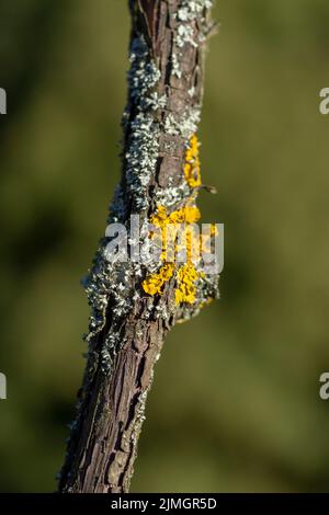 Lichen orange commun (Xanthoria parietina), également connu sous le nom d'échelle jaune, lichen solaire maritime et lichen de rivage sur le grapevi Banque D'Images