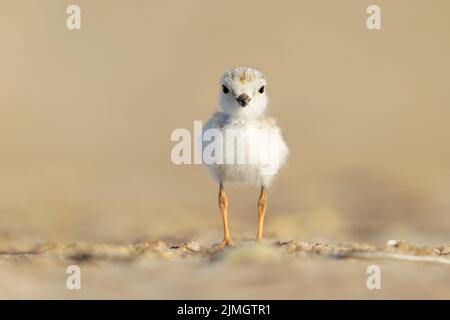 Un pluvier siffleur (Charadrius melodus) s'enfuiant sous le soleil du matin sur la plage. Banque D'Images