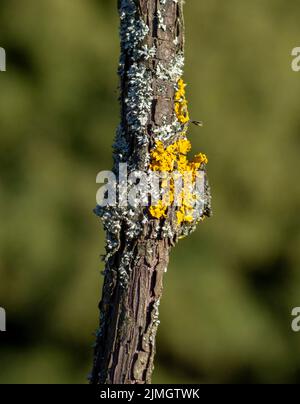 Lichen orange commun (Xanthoria parietina), également connu sous le nom d'échelle jaune, lichen solaire maritime et lichen de rivage sur le grapevi Banque D'Images