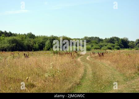De beaux champs, des steppes lointaines, des prairies avec des herbes sauvages, de l'herbe luxuriante, des forêts avec des arbres à feuilles caduques et des sapins. Banque D'Images