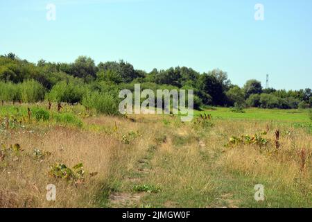 De beaux champs, des steppes lointaines, des prairies avec des herbes sauvages, de l'herbe luxuriante, des forêts avec des arbres à feuilles caduques et des sapins. Banque D'Images