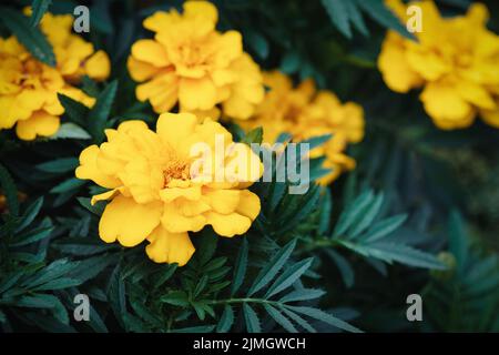 Fleurs jaunes marigolées dans le jardin, en gros plan Banque D'Images