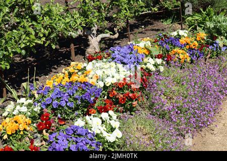 Plantes vivaces multicolores poussant dans un lit de fleur Banque D'Images