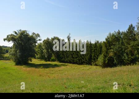 De beaux champs, des steppes lointaines, des prairies avec des herbes sauvages, de l'herbe luxuriante, des forêts avec des arbres à feuilles caduques et des sapins. Banque D'Images
