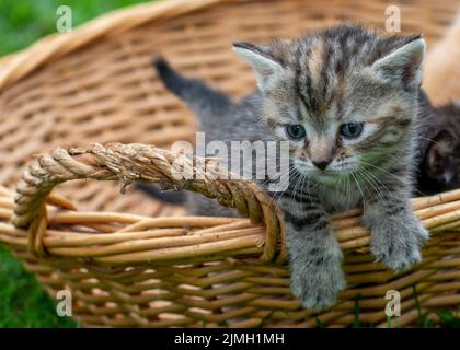 Petit chaton rayé gris dans un vieux panier en osier. Banque D'Images