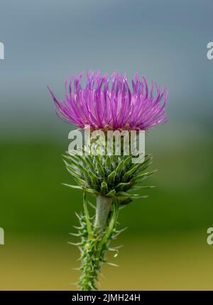 Carduus crispus, le chardon sans fil mauriquement ou le chardon-Marie fleur pourpre. Banque D'Images