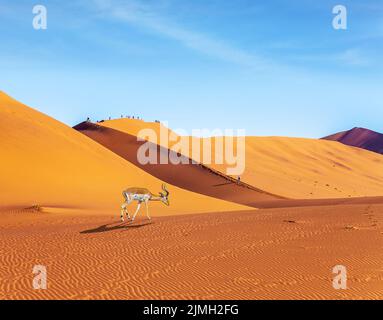 Antilope à tête noire de l'Impala Banque D'Images