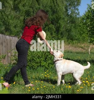 Femme de formation ou de préparation du chien du Labrador pour exposition. Banque D'Images