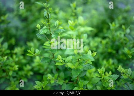 Gros plan belle vue de la nature feuilles vertes sur la verdure arrière-plan flou avec la lumière du soleil et l'espace de copie. Banque D'Images