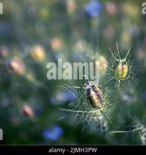 Gros plan de fleurs de cumin noires dans le jardin. Banque D'Images