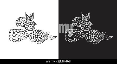 Illustration vectorielle des baies d'art. Fraises, bleuets, framboises, mûres. Sur fond noir et blanc. Illustration de Vecteur