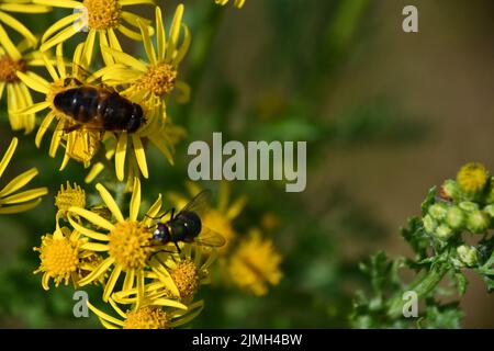 Fly's sur des fleurs jaunes, Kilkenny, Irlande Banque D'Images