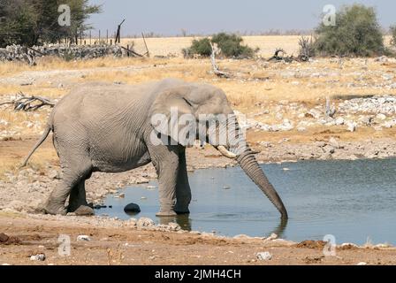 Éléphant d'Afrique, Loxodonta africana, adulte unique buvant au trou d'eau, Parc national d'Etosha, Namibie Banque D'Images