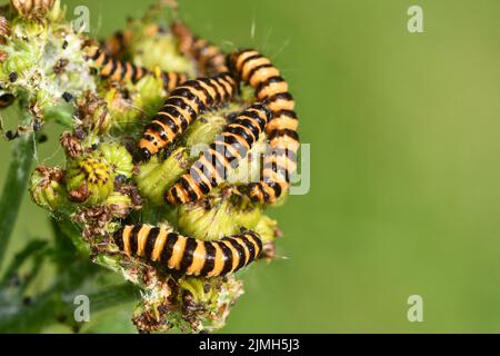 Chenille de la teigne de Cinnabar, Kilkenny, Irlande Banque D'Images