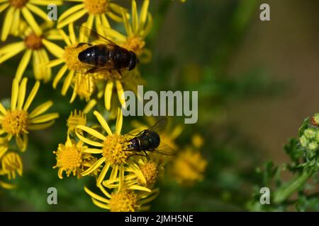 Fly's sur des fleurs jaunes, Kilkenny, Irlande Banque D'Images