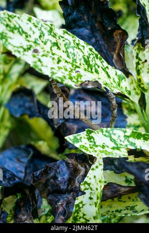 Feuilles de plantes brûlées par la vague de chaleur, jardin privé, Bron, Rhône, AURA région, Centre-est de la France Banque D'Images