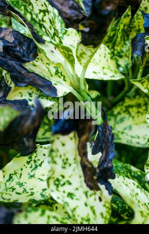 Feuilles de plantes brûlées par la vague de chaleur, jardin privé, Bron, Rhône, AURA région, Centre-est de la France Banque D'Images