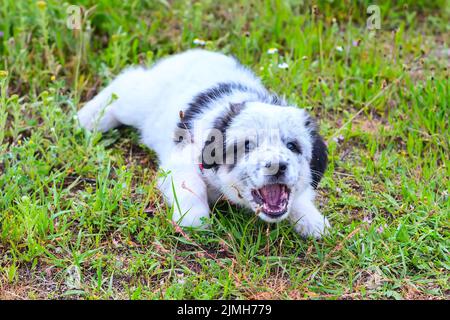 Chiot allongé dans l'herbe et aboyant, portrait en gros plan Banque D'Images